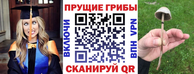 закладка  Донской  Псилоцибиновые грибы Psilocybine cubensis 